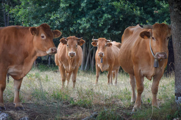 istock herd of four cows looking at the camera in the meadow 1289097555