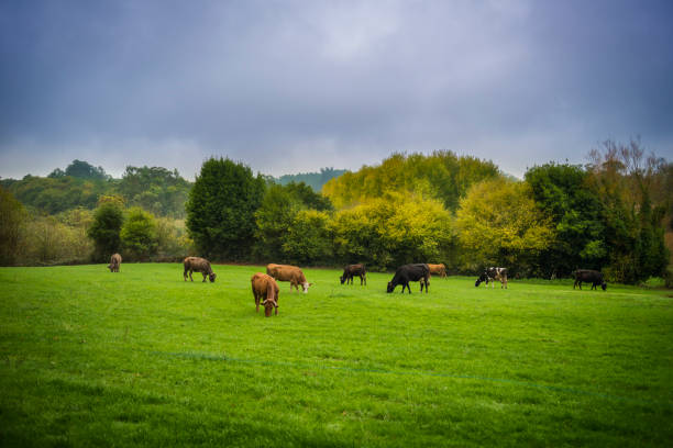 cows in a galician field cows in a galician field galicia stock pictures, royalty-free photos & images