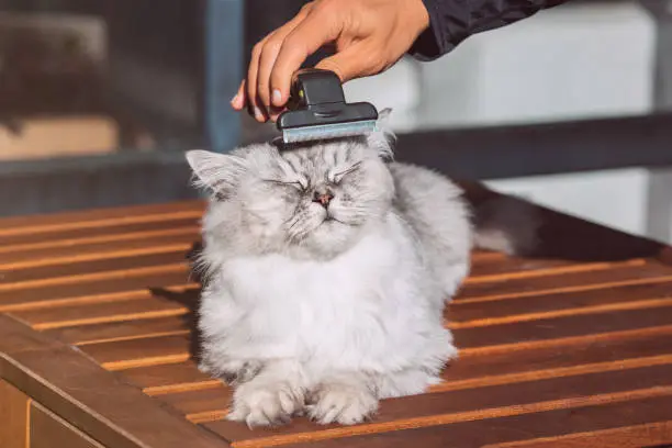 Photo of Man combing his lovely grey cat with FURminatoror grooming tool. Pet care, grooming. Cat loves being brushed