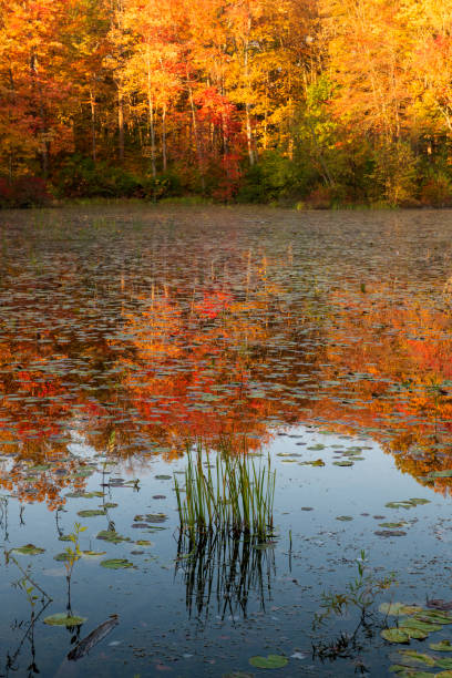 istock Tree reflection on Hopewell Lake in Autumn 1289100526