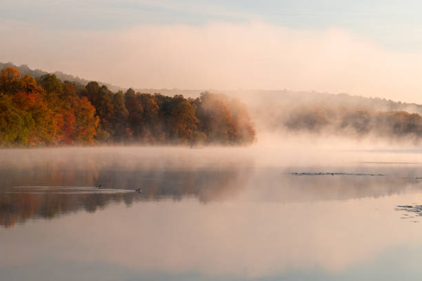 Birds swimming in Hopewell Lake, French Creek State Park, Pennsylvania, USA