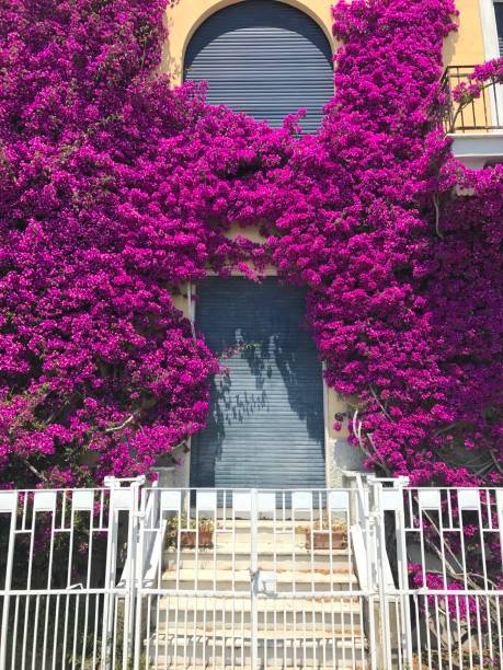 istock A blue door framed by beautiful pink Bougainvillea 1289101539