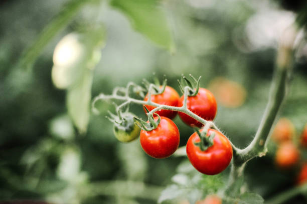 istock red cherry tomatoes growing on garden 1289101677