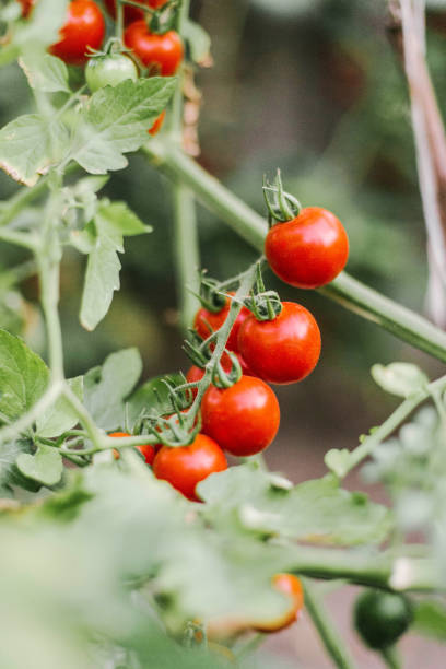 istock red cherry tomatoes growing on garden 1289101679