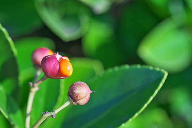 istock Euonymus japonica 1289102455