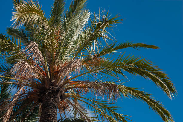 istock Palmtree on balearic island Majorca 1289103436