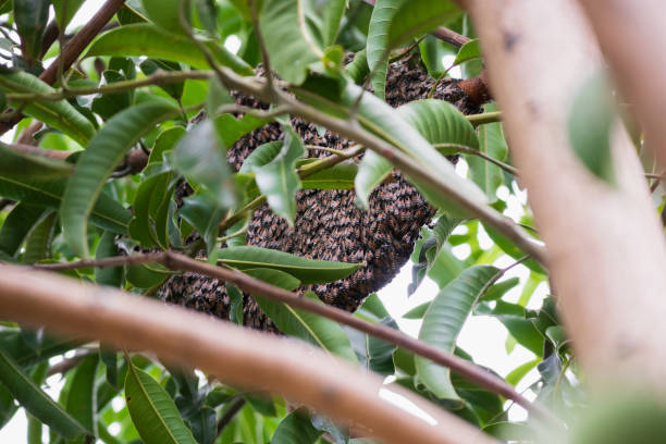 istock large wild honey bee comb on tree branch 1289104369