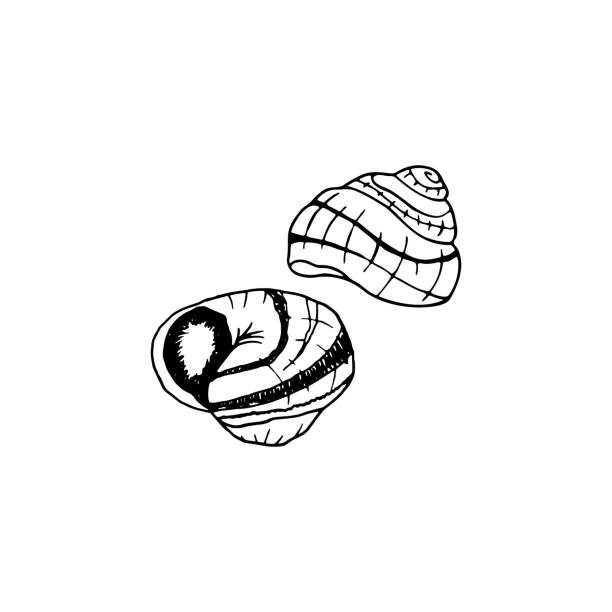 ilustraciones, imágenes clip art, dibujos animados e iconos de stock de escargot dibujado a mano vectorial. plato de cocina francesa de caracoles. elemento de diseño de boceto para menú café, bistró, restaurante, etiqueta y embalaje. ilustración sobre fondo blanco. - remote shell snail isolated