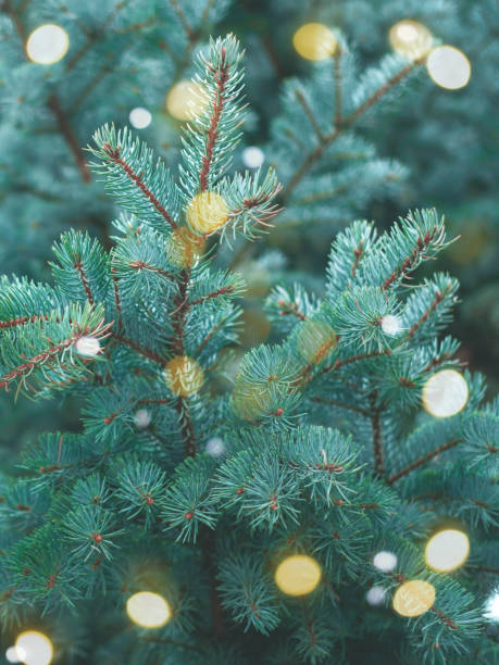 istock Evergreen blue spruce branches as a christmas background with sparks. 1289105223