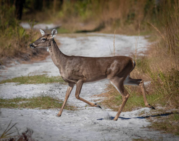 istock Female White Tail Deer on a Hiking Trail 1289106146