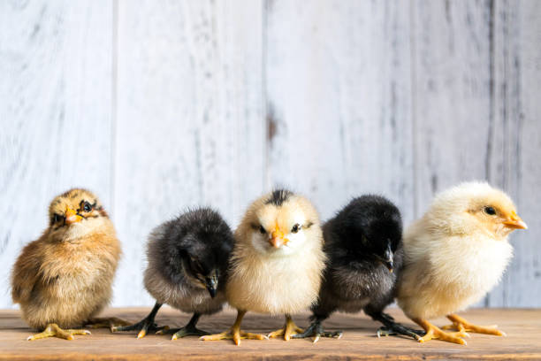 istock Five baby chicks standing on wooden background 1289107824