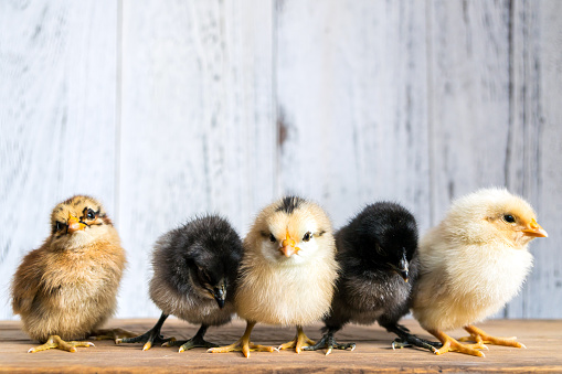 Five baby chicks standing on wooden background