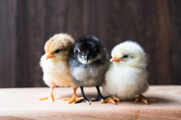 Three little chicks stock photo