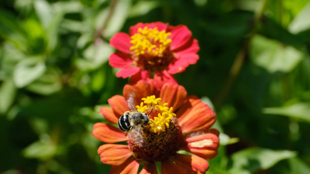 istock A flower bed in a city park. 1289109168