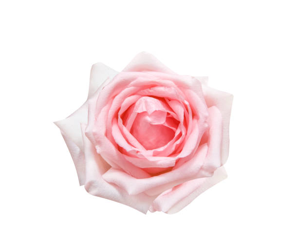 istock Light pink fresh rose flower top view isolated on white background , clipping path 1289111244