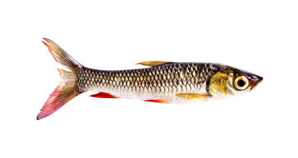istock Siamese mud carp freshwater tropical fish isolated on white background , clipping path 1289111276