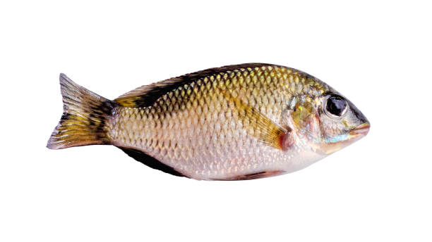 istock Small nile tilapia fish freshwater isolated on white background , clipping path 1289111288