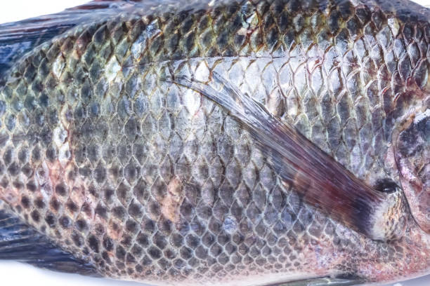 istock Close up nile tilapia fish texture , animal skin background 1289112951