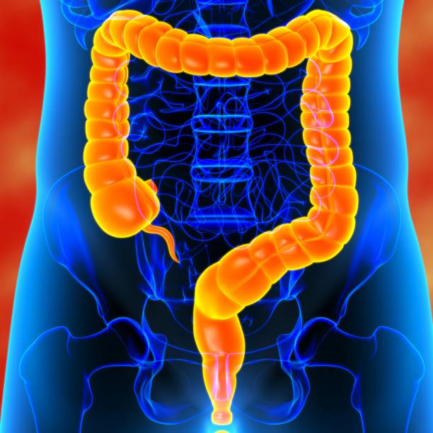 istock Large Intestine 3D Illustration Human Digestive System Anatomy 1289115692