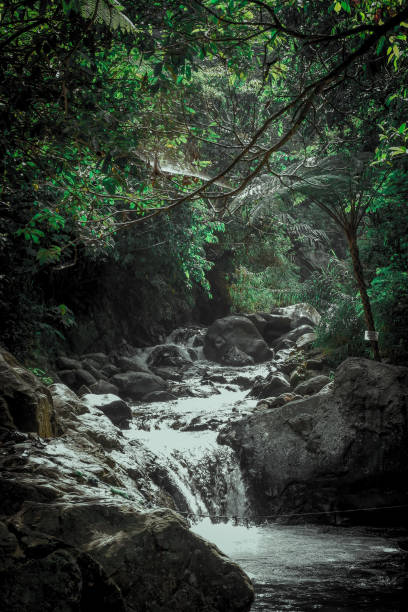 istock A river in the middle of an Indonesian forest 1289115699