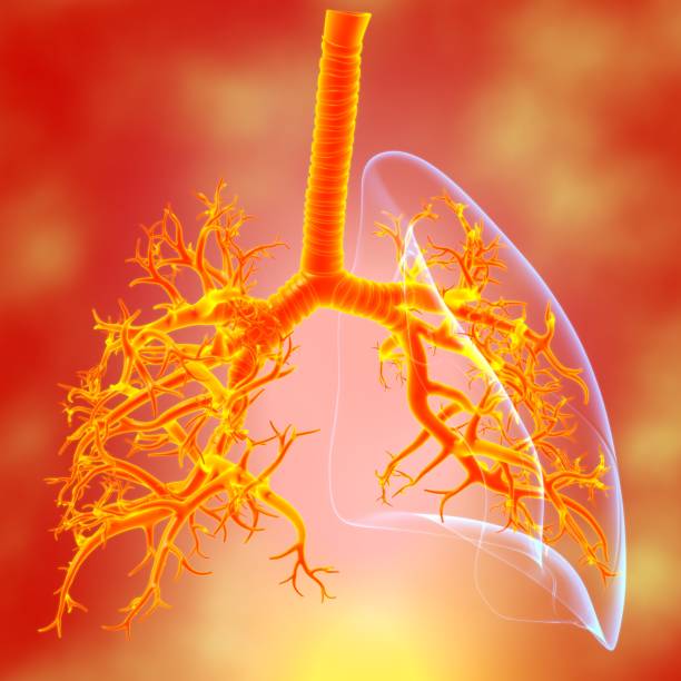 istock Lungs Human Respiratory System Anatomy For Medical Concept 3D 1289115822