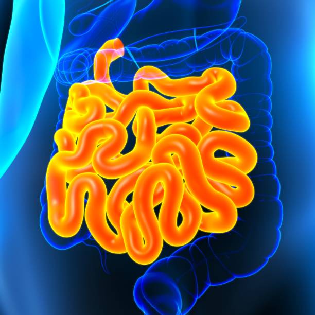 istock Small Intestine 3D Illustration Human Digestive System Anatomy 1289115848