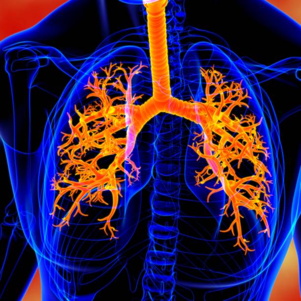 istock Lungs Human Respiratory System Anatomy For Medical Concept 3D 1289115860