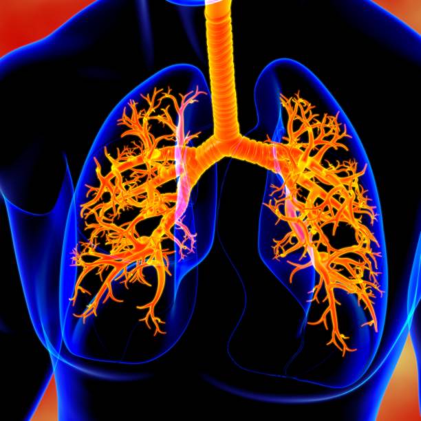 istock Lungs Human Respiratory System Anatomy For Medical Concept 3D 1289115869