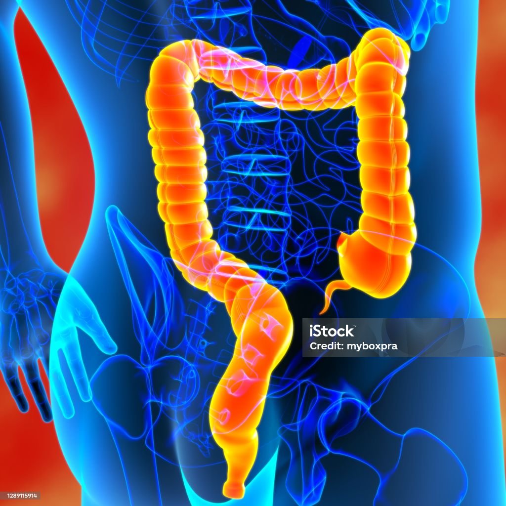 Large Intestine Routiing Large Intestine 3d Illustration Human Digestive System Anatomy Stock ...