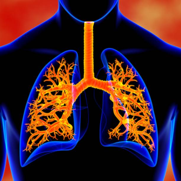 istock Lungs Human Respiratory System Anatomy For Medical Concept 3D 1289116424