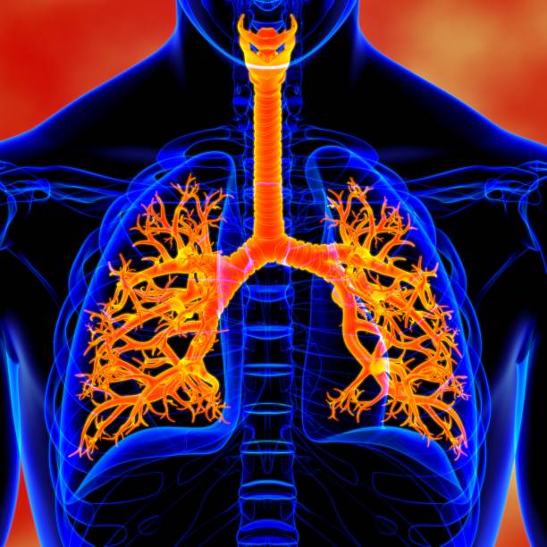 istock Lungs Human Respiratory System Anatomy For Medical Concept 3D 1289116429