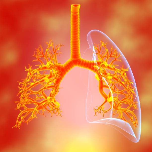 istock Lungs Human Respiratory System Anatomy For Medical Concept 3D 1289116433