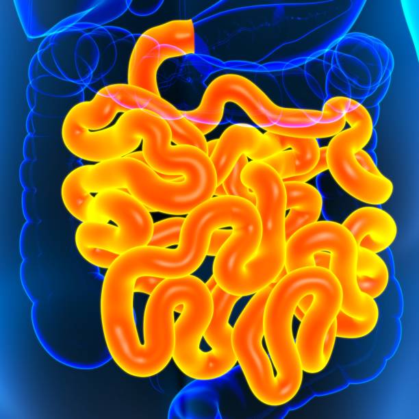istock Small Intestine 3D Illustration Human Digestive System Anatomy 1289116436