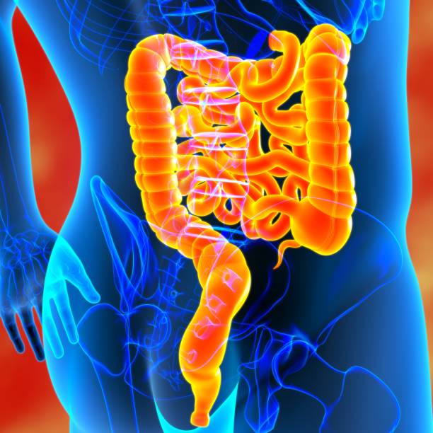 istock Small and large Intestine 3D Illustration Human Digestive System Anatomy 1289116453
