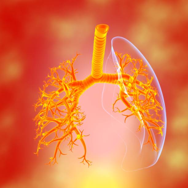 istock Lungs Human Respiratory System Anatomy For Medical Concept 3D 1289116465