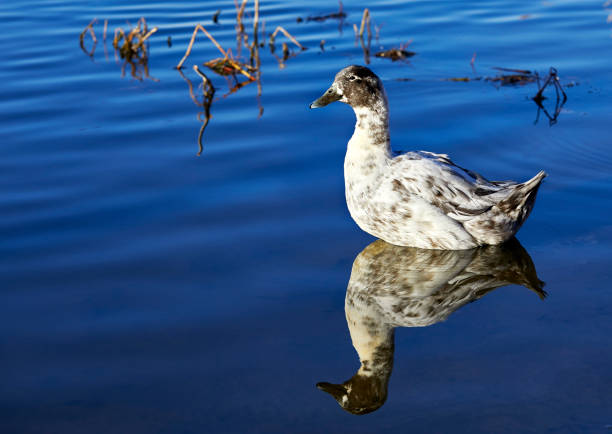 A wild duck swimming in a lake with it's reflection on the water