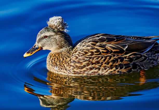 istock Wild Duck in a Lake 1289116614