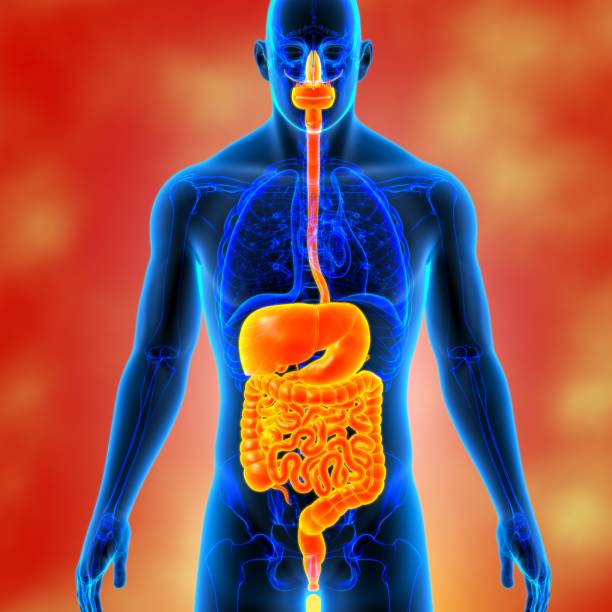 istock Human Digestive System Anatomy For Medical Concept 3D 1289116615