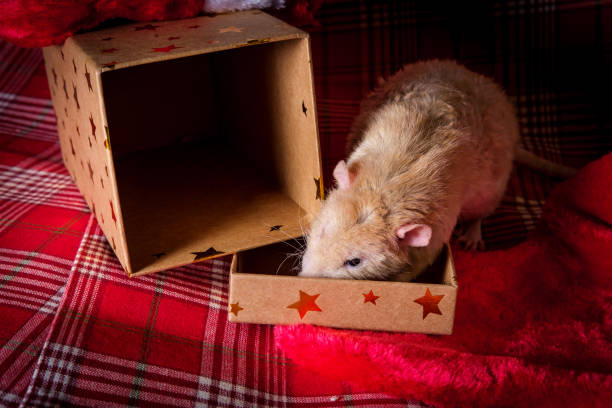 istock Christmas Stocking Pet Rat 1289116776
