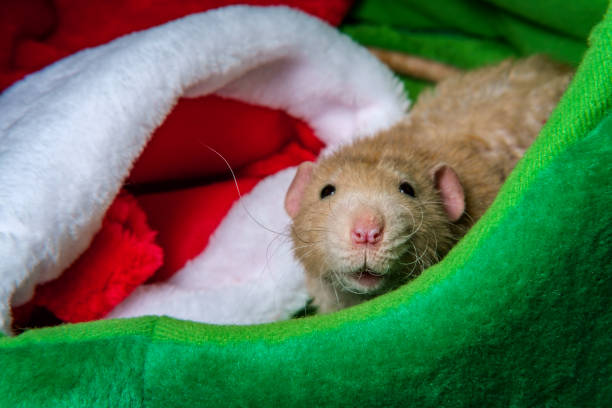 istock Christmas Stocking Pet Rat 1289116785