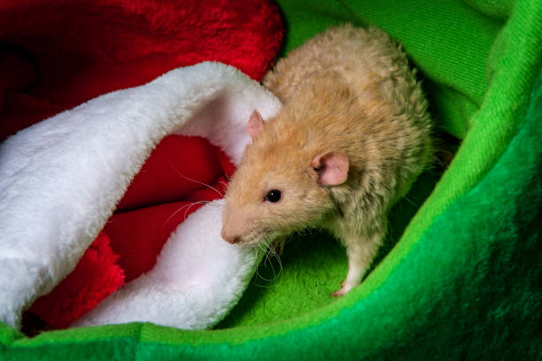Teddy Rex Rats Rex Rats