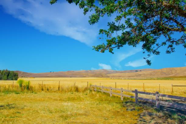 istock Wheat Field with fence-Central California 1289119477