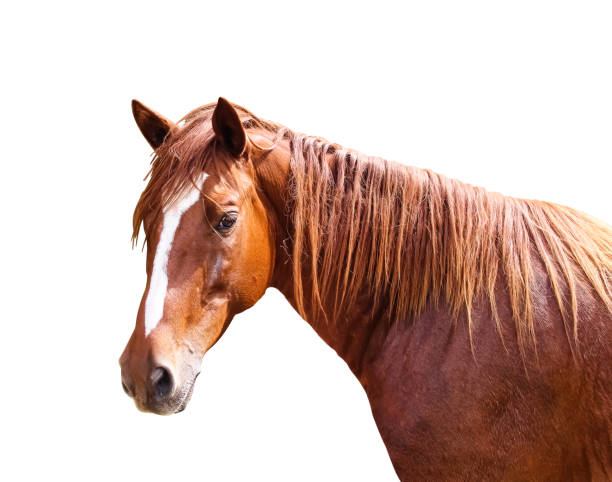istock Beautiful brown horse looking isolated on white background , clipping path 1289119583