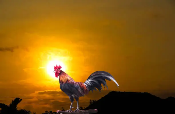 Rooster crowing in early morning with sunrise on  beautiful sky  background