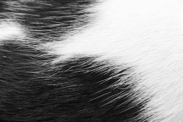 Cat fur white and black animal  texture  patterns abstract background