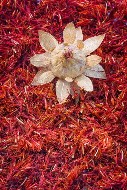 Safflower, false saffron (Carthamus tinctorius). Safflower, false saffron (Carthamus tinctorius). dried flowers substitute for saffron stock pictures, royalty-free photos & images