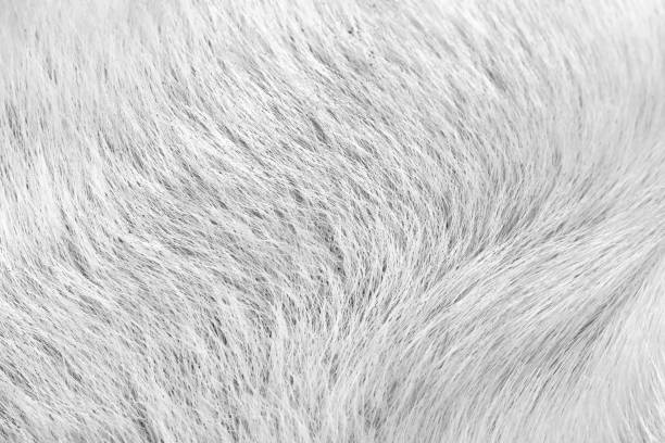istock Gray white animal texture or dog fur patterns skin background 1289120417