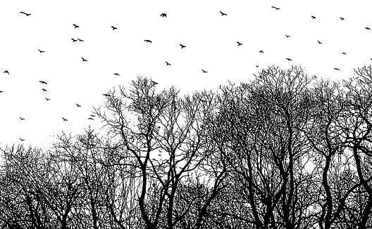 Woodland and flock of birds