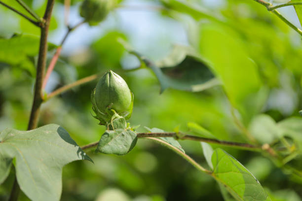 Green Cotton fruit in cotton field.