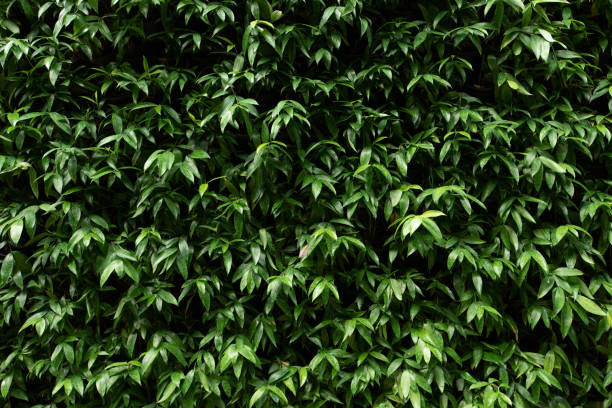 istock Leaves curtain or tree wall for closeup textured background pattern 1289126541